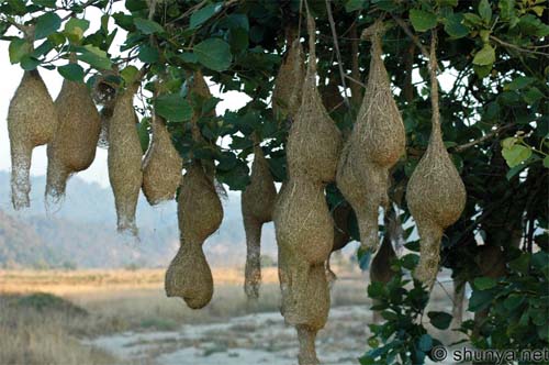 Ethiopia birding trips