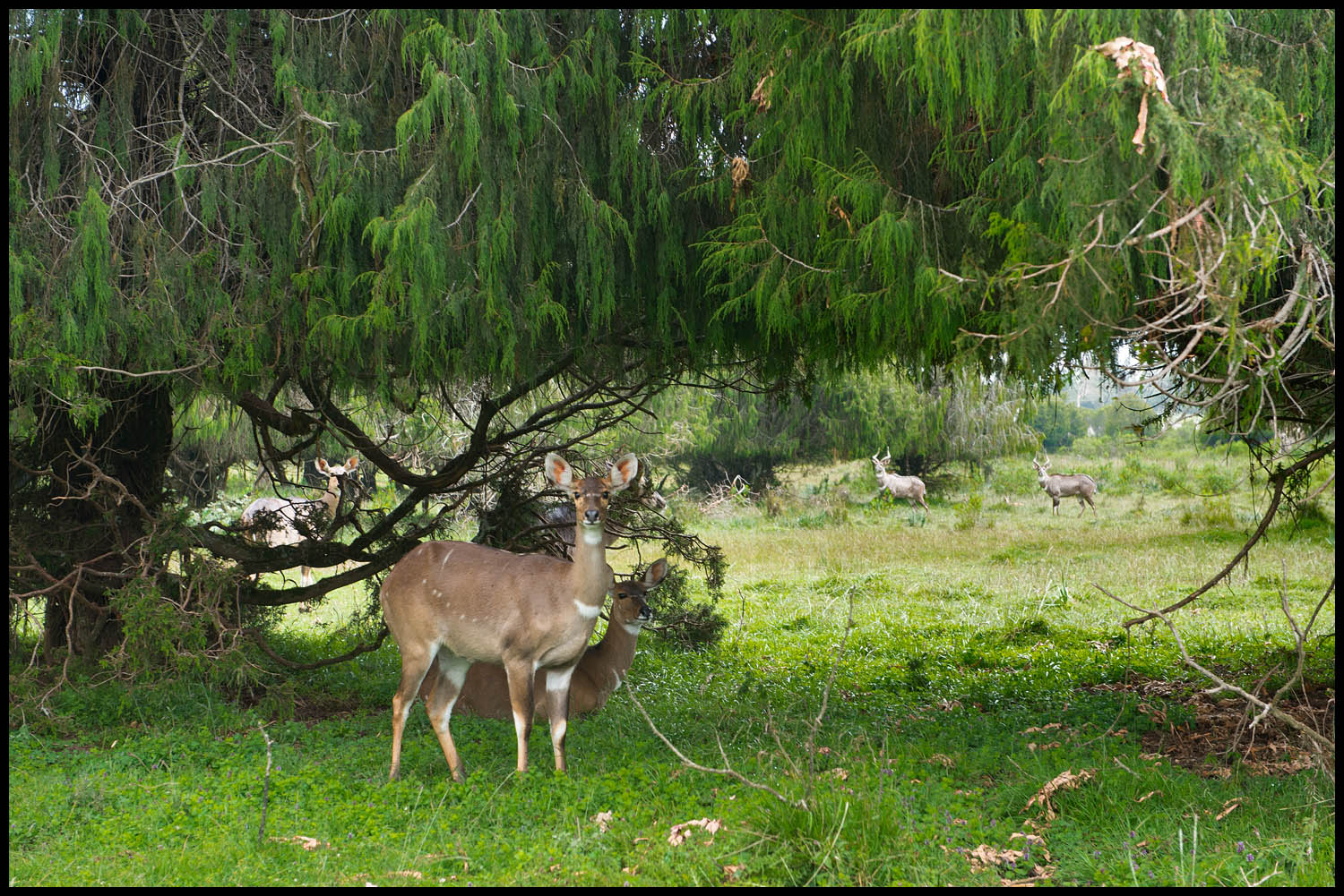 Ethiopia Wildlife