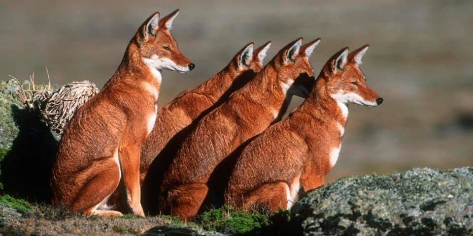 Ethiopian Endemic Wild Life Red Fox