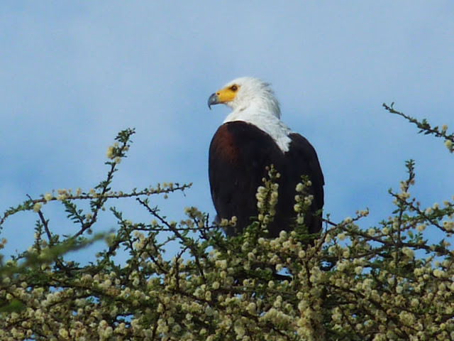 African Fish Eagle Ethiopia