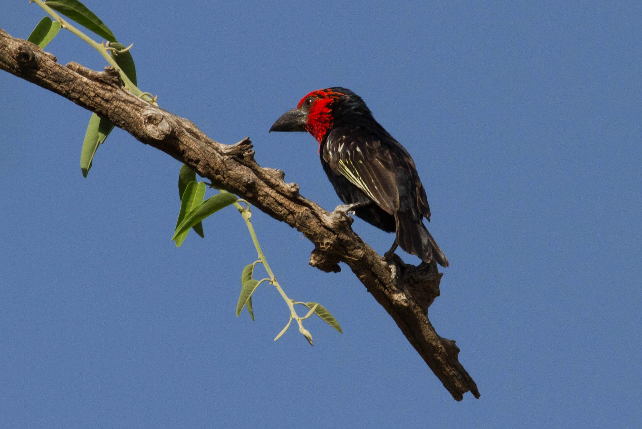 Birds of Ethiopia