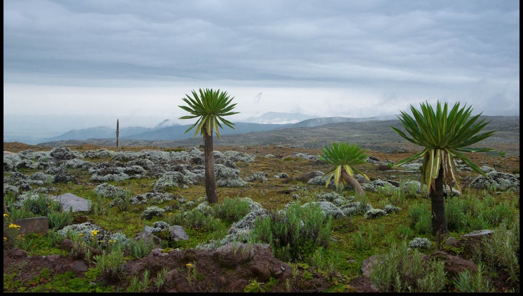 Ethiopian Hikes and treks