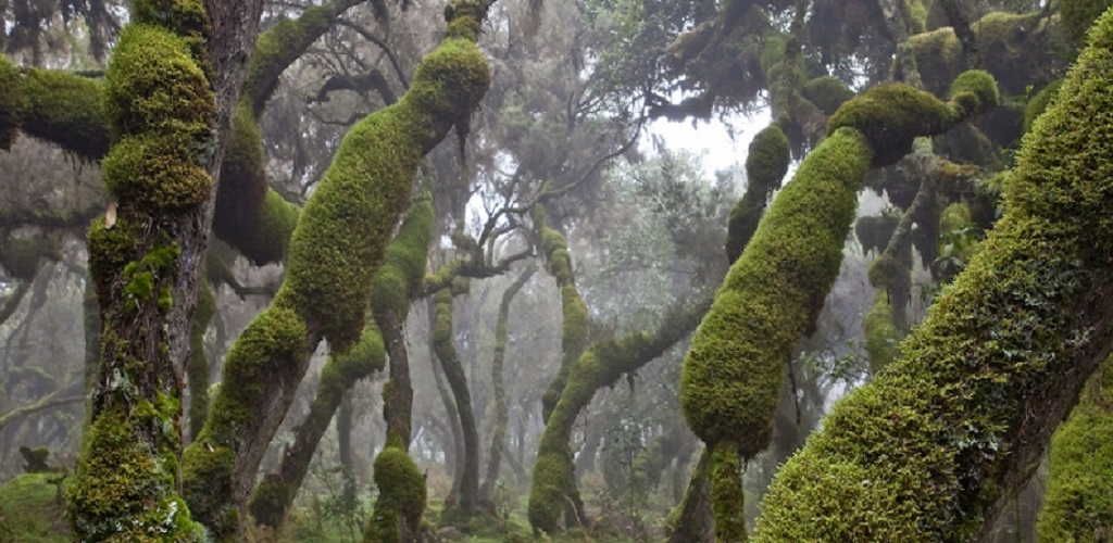 Bale Harenna Forest Ethiopia