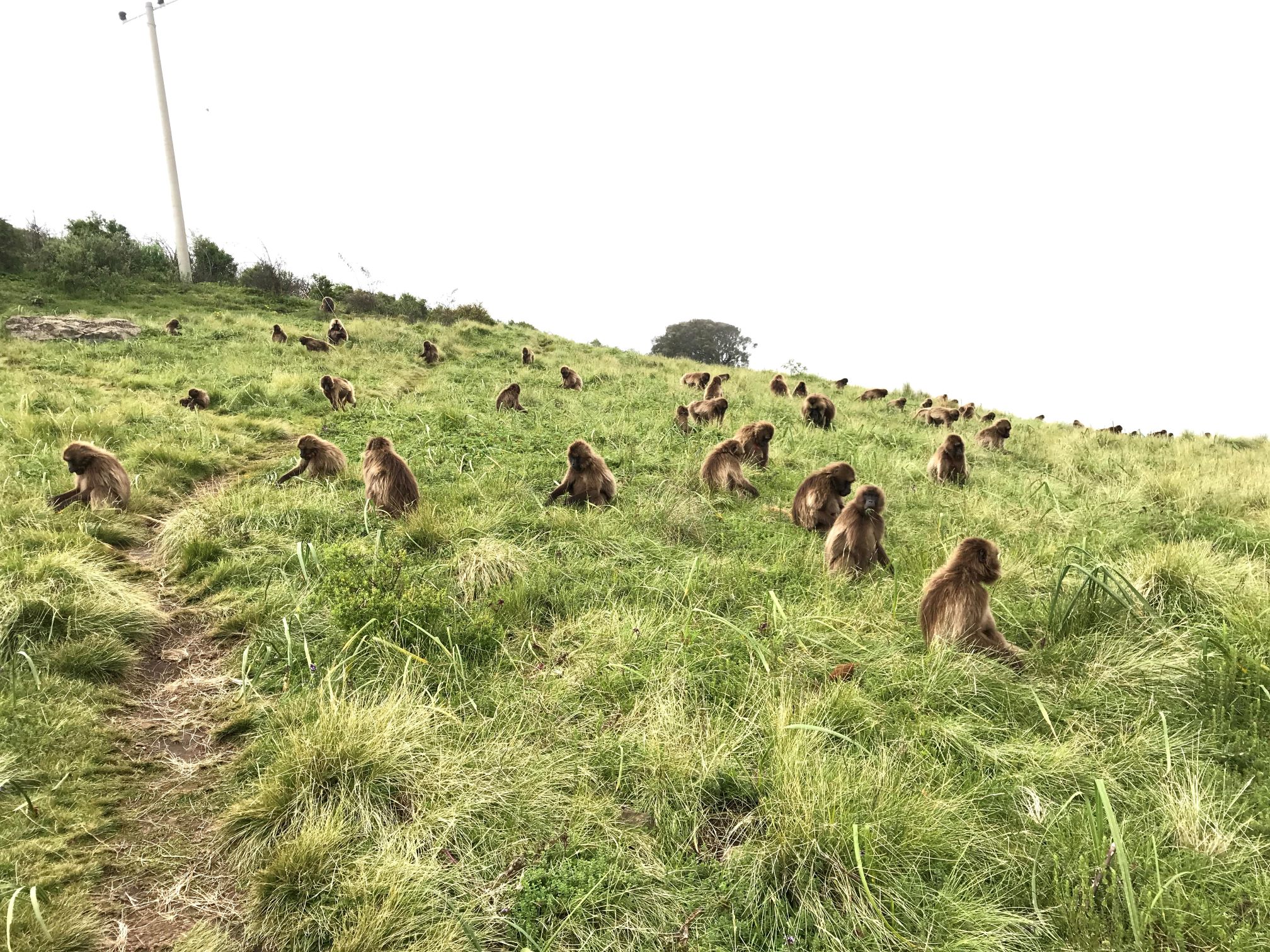 Endemic wildlife Ethiopia Gelada Monkeys 