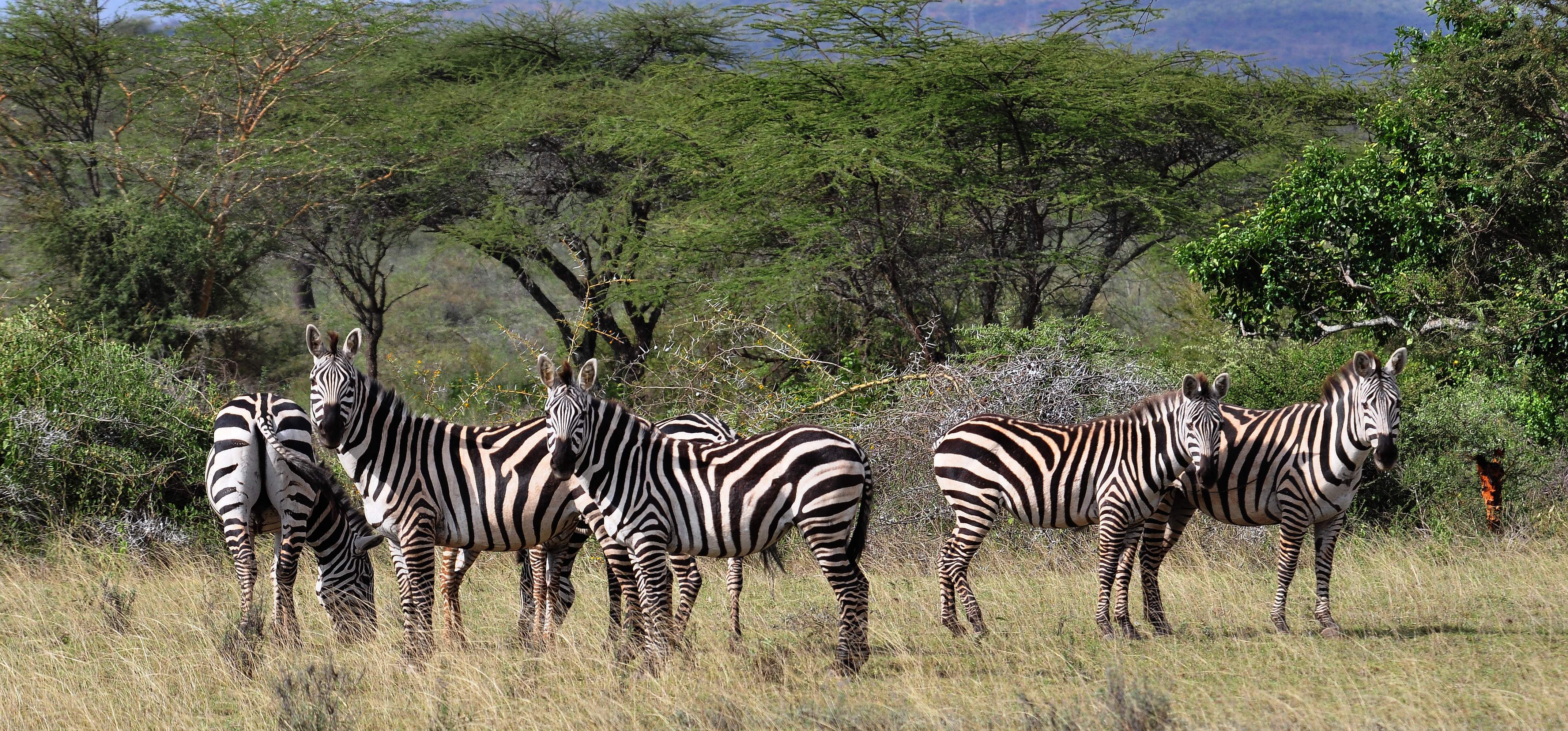 Ethiopian Treks National Parks