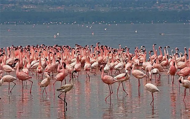 Ethiopian Treks Short Trips to Shala and Abiyata Lakes