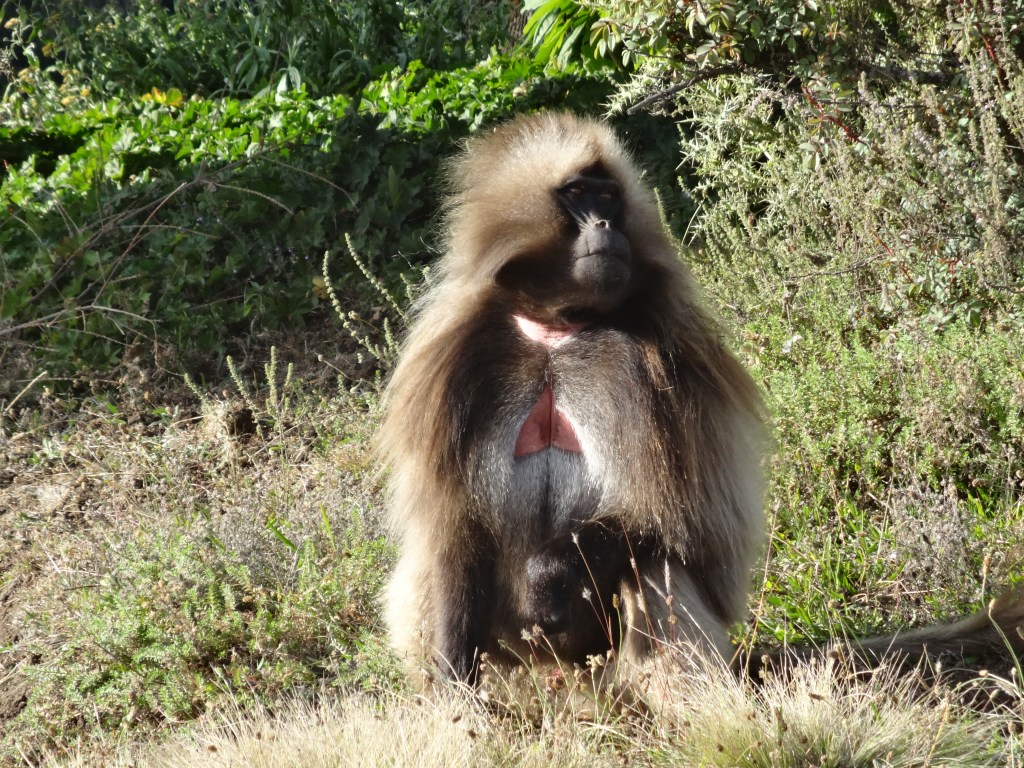 Ethiopian Treks to View Endemic Gelada Baboons